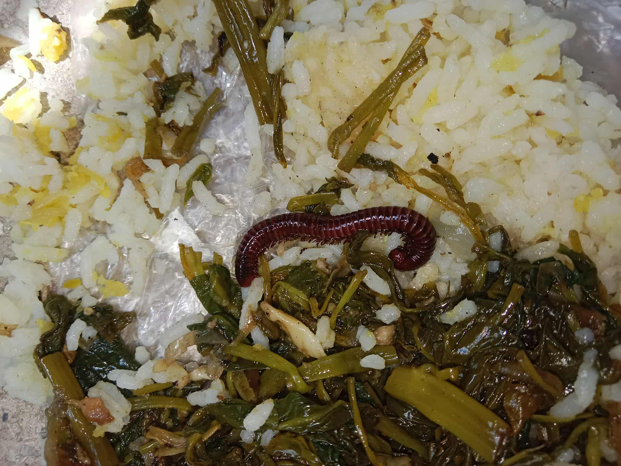 বেরোবির ডাইনিংয়ে মিলিপেড, শিক্ষার্থীদের মধ্যে ক্ষোভ